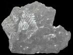 Wide Fossil Seed Fern Plate - Pennsylvania #65893-2